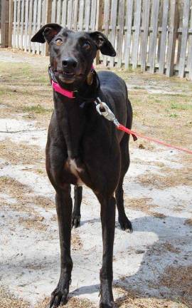 The Rescue Round-Up Balisi