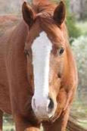 Horse rescue needs community's help to continue mission Cherokee, who tells his story in the box.