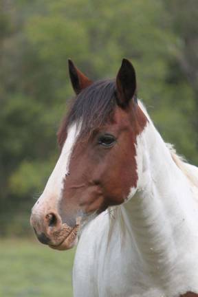 Horse sanctuary may be on its last legs Beautiful, rescue and still endangered.