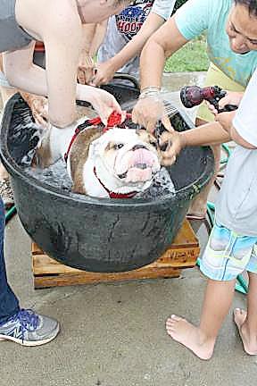 A lucky dog gets the spa treatment at a past Vernon Dog Wash