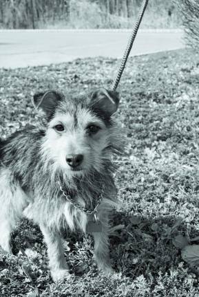 The Rescue Round-Up Rigby