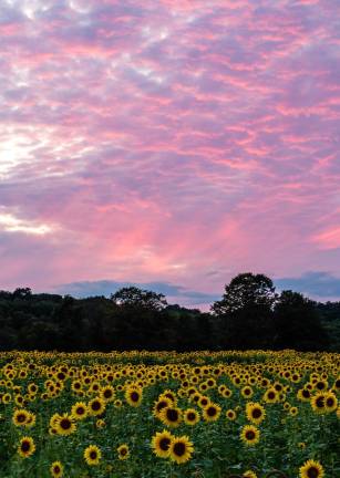 Sunflower Maze at sunset.