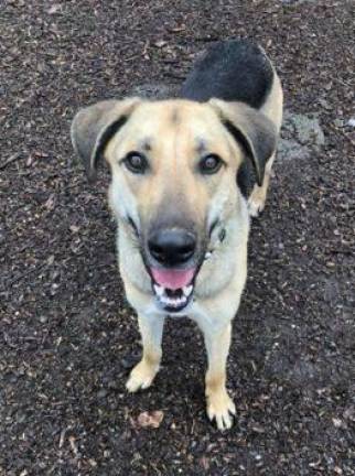 Dog of the Week: Atlas Maverick Eleventh Hour Rescue's Dog of the Week: Atlas Maverick