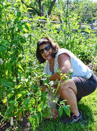 Photos: Volunteer Day at Rebecca’s Homestead <b>Elaine McLaughlin of Hopatcong picks tomatoes.</b>