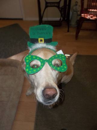 Celebrating St. Patrick's Day Theresa Fehrenbach of Milford, Pa. "Stewie getting his Irish on. Seven year old Stewie a yellow lab, visiting his owner's son's mom in Milford, waiting for St. Patrick's Day."