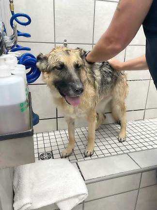 A customer takes advantage of the self-pet wash station and the pup doesn’t mind one bit.