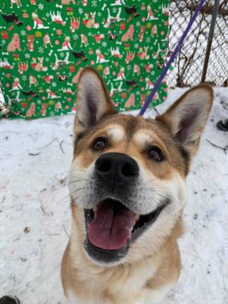 Dog of the Week: Bubba Dog of the Week: Bubba