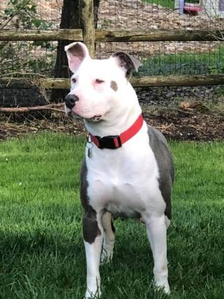 Dog of the Week: Elsie Elsie