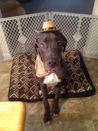 Pampered pets Submitted by Allison Gomer of Milford, Pa. "Outlaw is my 11 month old Great Dane. He loves to go on hikes and take long naps on the couch."