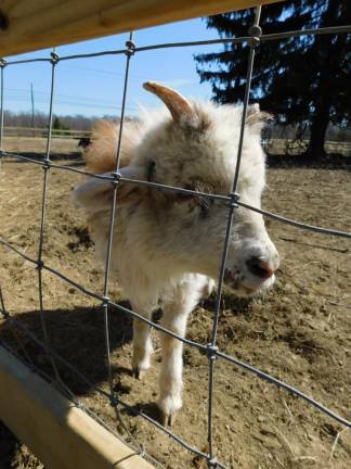 A little goat makes a new friend at the fence at Sugar Sweet Farm in Andover on Monday, March 9, 2020. Found in Thyme Farm Sanctuary was at the property assessing herd health in anticipation of a full takeover of the care of the animals, but that agreement has since been rescinded by Dennis Sugar.