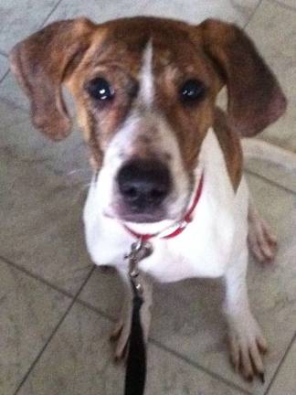 The Rescue Round-Up Penny