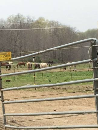 Horse rescue needs community's help to continue mission Horses safe in a pasture at the sanctuary.
