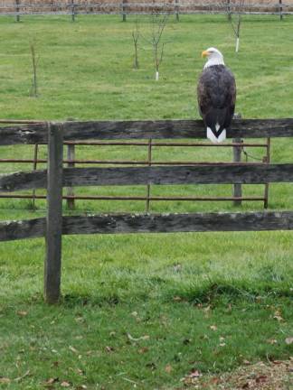 Bald eagles land in Hampton Township Bald eagles land in Hampton Township