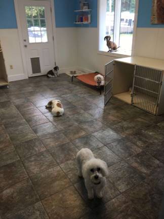 Sussex County dogs getting sick despite vaccines Photo by Amy Shewchuk Some new boarders at the spa