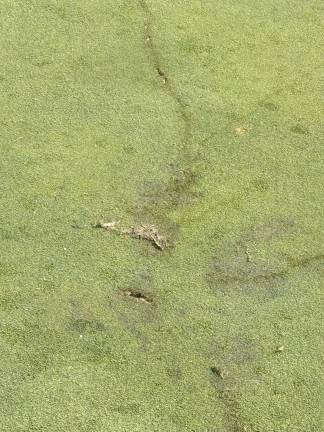 UPDATED: Golfer dies after being struck by lightning The spot where lightning struck a golfer on the 15th hole.