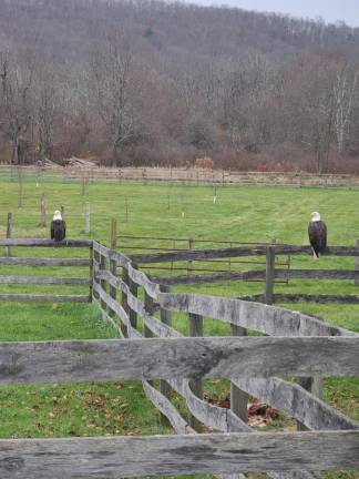 Bald eagles land in Hampton Township Bald eagles land in Hampton Township
