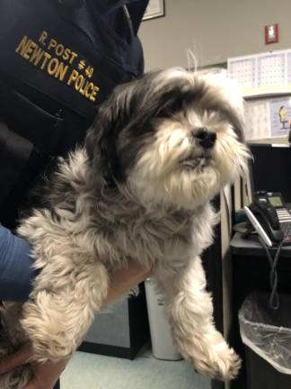 Dog found Dog found