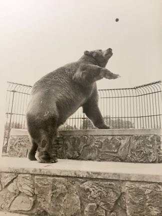 Space Farms celebrates 90 years Goliath, the bear who is now stuffed and greets visitors at Space Farms Museum