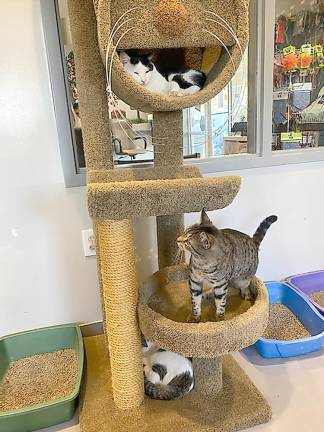 Cats and dogs at Father John’s Animal House are housed, fed, given veterinary care, and, when needed, rehabilitated (Photo by Laurie Gordon)