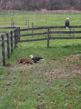 Bald eagles land in Hampton Township Sheriff Michael Strada spotted these bald eagles while driving in Hampton Township this weekend. Photos: Michael Strada.