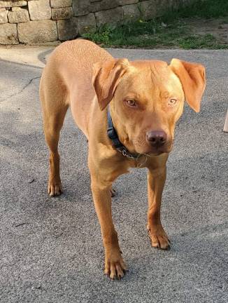 Dog of the Week: Copper Copper is dog of the week.