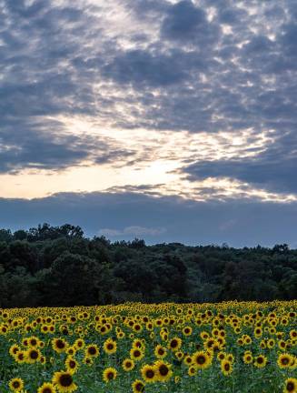 Within a span of four minutes the sky changed from bright, to colorful, to pink at the Sussex County Sunflower Maze, enabling local photographers to get fantastic shots.