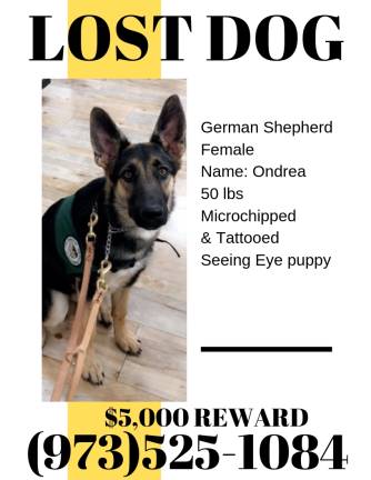 Have you noticed this seeing eye dog? The reward for information that leads to finding Ondrea has now been increased to $6,000. Call 973-525-1084 with information.