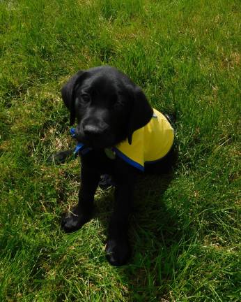 'Neon IV' is a puppy with a purpose Neon