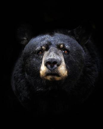 West Milford Police said a black bear attacked an 82-year-old man in his garage late last month. The resident required more than 30 stitches to his face. Fish and wildlife workers subsequently trapped and killed the suspected problem bear. (Photo of a black bear by Marc-Olivier Jodoin on Unsplash.)