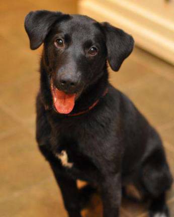 The Rescue Round-Up Sidney