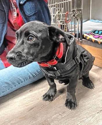 Meet Waylon Meet Waylon
