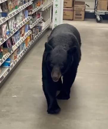 Video: Bear wanders store aisles in Vernon <b>A black bear walks down an aisle inside Dollar General in Vernon on Tuesday, Sept. 16. (Photo by Sean Clarkin)</b>