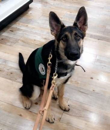 Sussex increases reward for return of missing Seeing Eye dog Searchers have been scourting the county since 14-month Ondrea went missing on June 24 Sussex increases reward for return of missing Seeing Eye dog Searchers have been scourting the county since 14-month Ondrea went missing on June 24