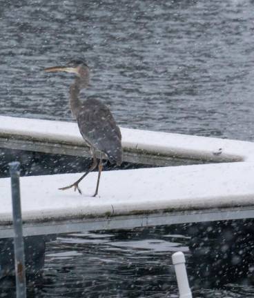 A Great Blue Heron walks on Dock 119 of Lake Mohawk in Sparta.
