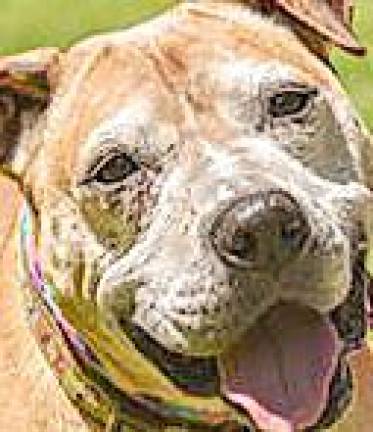 Andover rabies clinic update Andover Township residents may go to surrounding area clinics since Andover Township's rabies will not hold its January 2020 clinic.