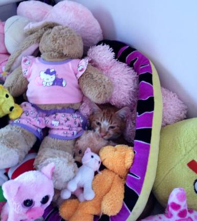 The Spa at Bella Boutique to host benefit for Father John’s Animal House Simba the cat was found on a side street in Franklin along with his brother by a good samaritan from Father John's Animal Shelter. Simba was adopted six months later and made himself at home among some new stuffed animal friends. The Spa at Bella Boutique's fundraiser ensures other animals find happy homes.