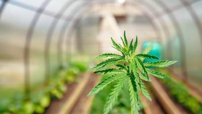 Marijuana cultivation is among the types of commerce permitted by the new ordinance.
