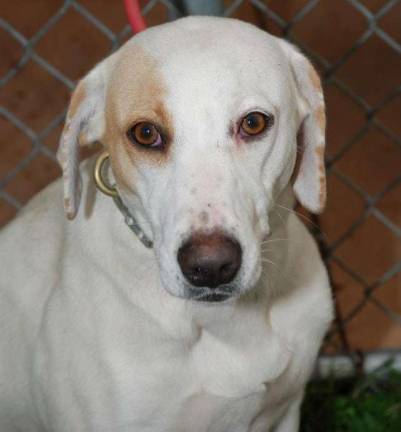 The Rescue Round-Up Holly