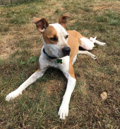 Dog of the Week: Natalie Natalie