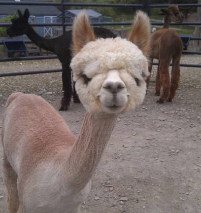 Shear cuteness A freshly sheared alpaca at Humming Meadows Alpaca Farm in Hampton.