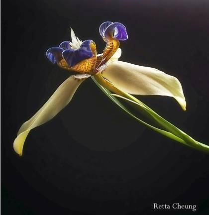 Walking Iris, Retta Cheung