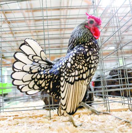 Sussex County Poultry Fanciers hold fall show Silver Seabright