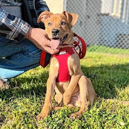 Meet Ginger Snap Meet Ginger Snap