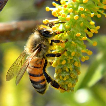 Honey Bee presentation at Evergreen Park Andover. On Sunday, May 19, there will be a hive demonstration, a tasting of local honey, and treats for children. (http://www.honeybeehaven.org/resource/bees-101/) http://www.honeybeehaven.org/resource/bees-101/