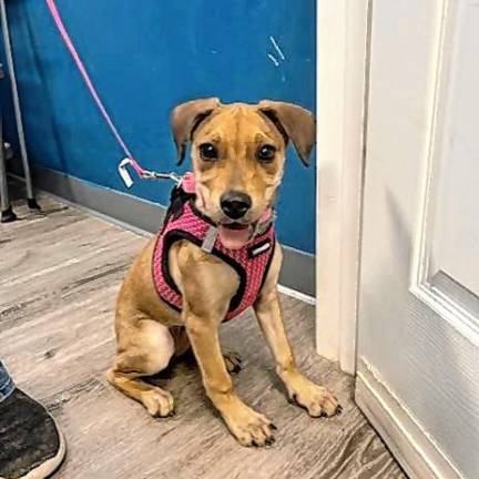 Meet Dolores ‘Dolly’ Meet Dolores ‘Dolly’