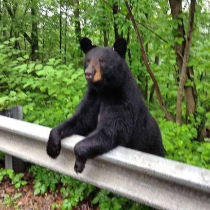 Hiker killed by bear in Apshawa Preserve Photo submitted by Shane Morgan This mother bear was seen over the summer on Macopin Road with her cubs.
