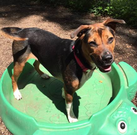 Dog of the Week: Rink Beck Dog of the Week: Rink Beck