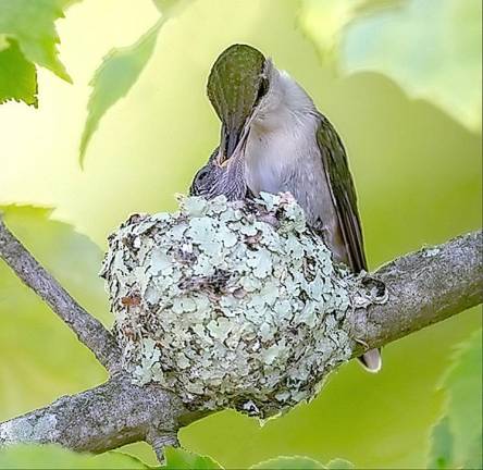 The Hummingbird, Theresa Cutter