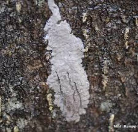 Lanternfly egg mass