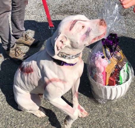 Hundreds attend 6th Annual Dog Walk of the Dead Hundreds attend 6th Annual Dog Walk of the Dead